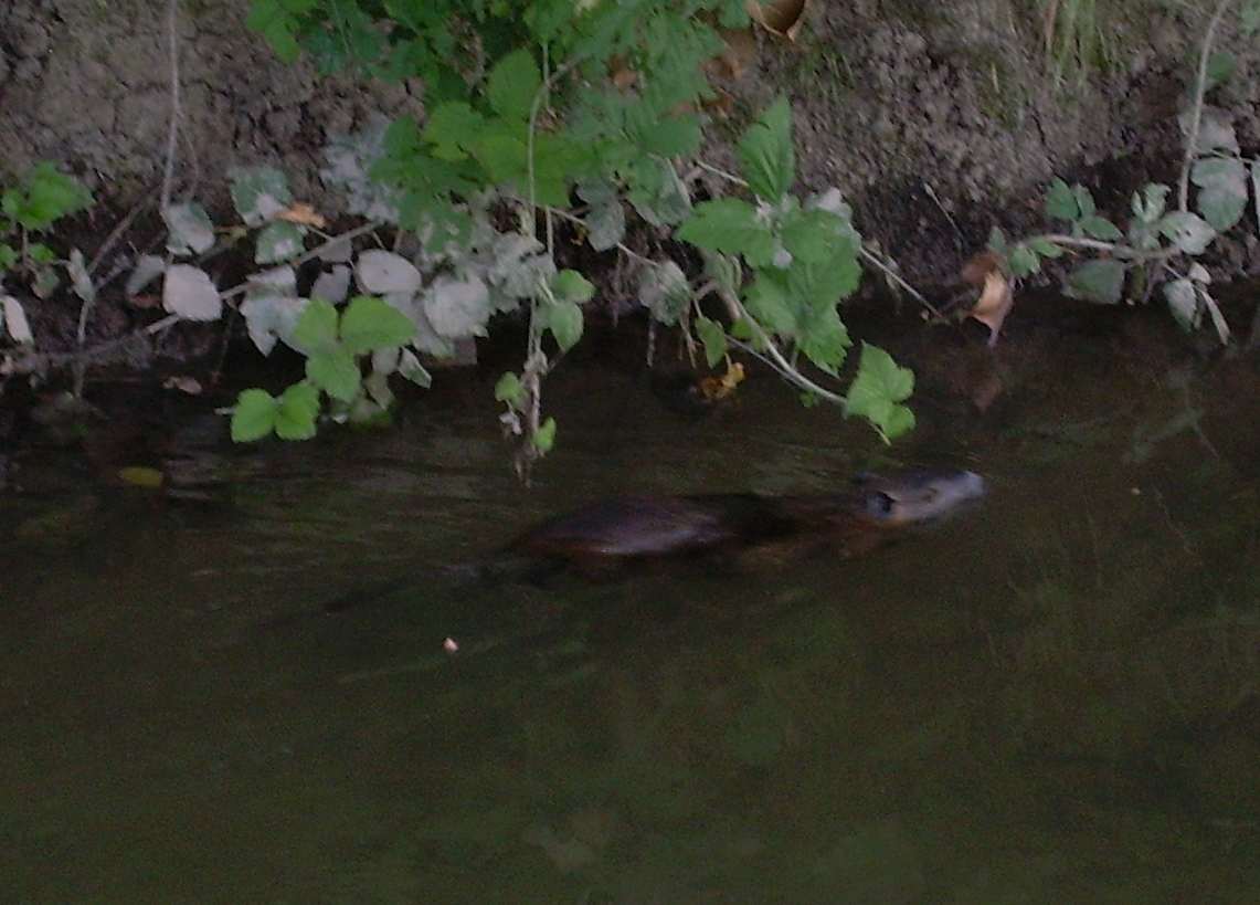 Myocastor coypus - Brescia pianura